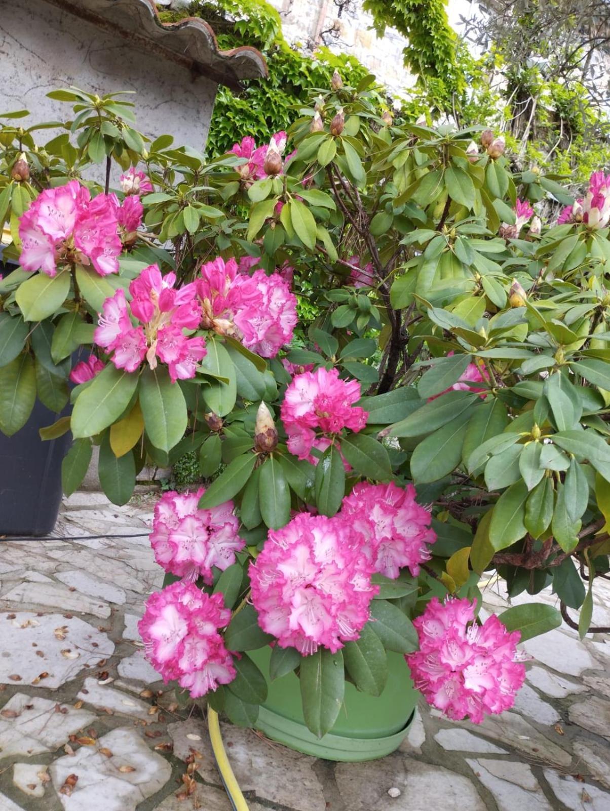 Gite 2 "Le Tilia " Aux Magnolias 3 Etoiles 欧布纳 外观 照片